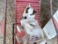 Cachorro ra a SRD-ViraLata idade 2 anos nome Íris 