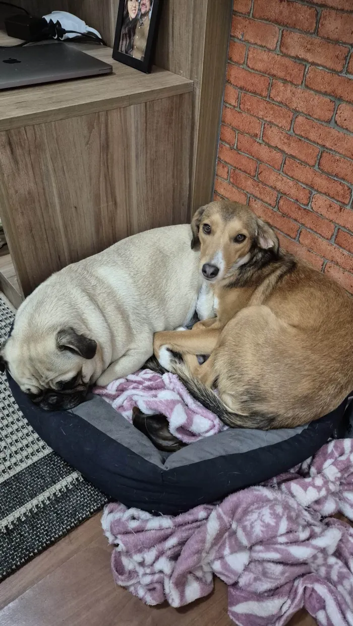 Cachorro raça SRD-ViraLata idade 1 ano nome Moana