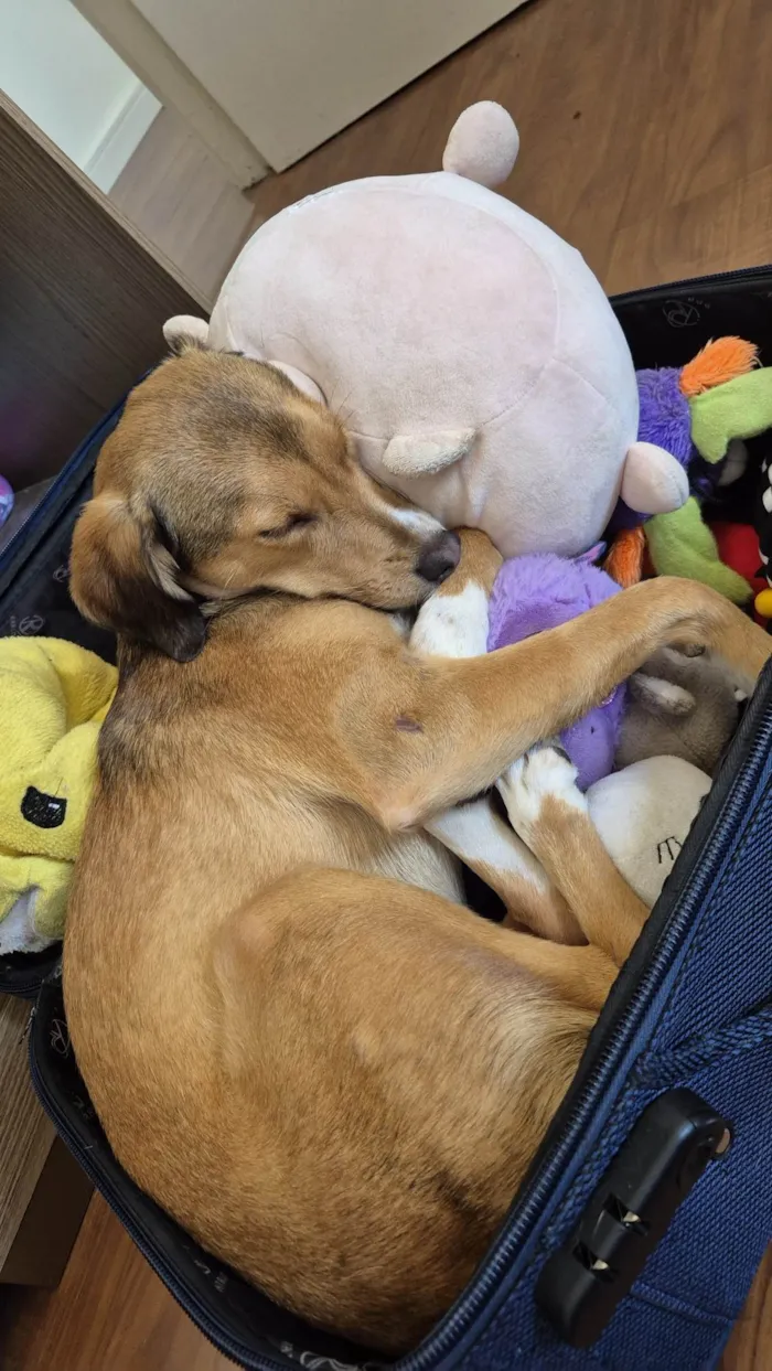 Cachorro raça SRD-ViraLata idade 1 ano nome Moana