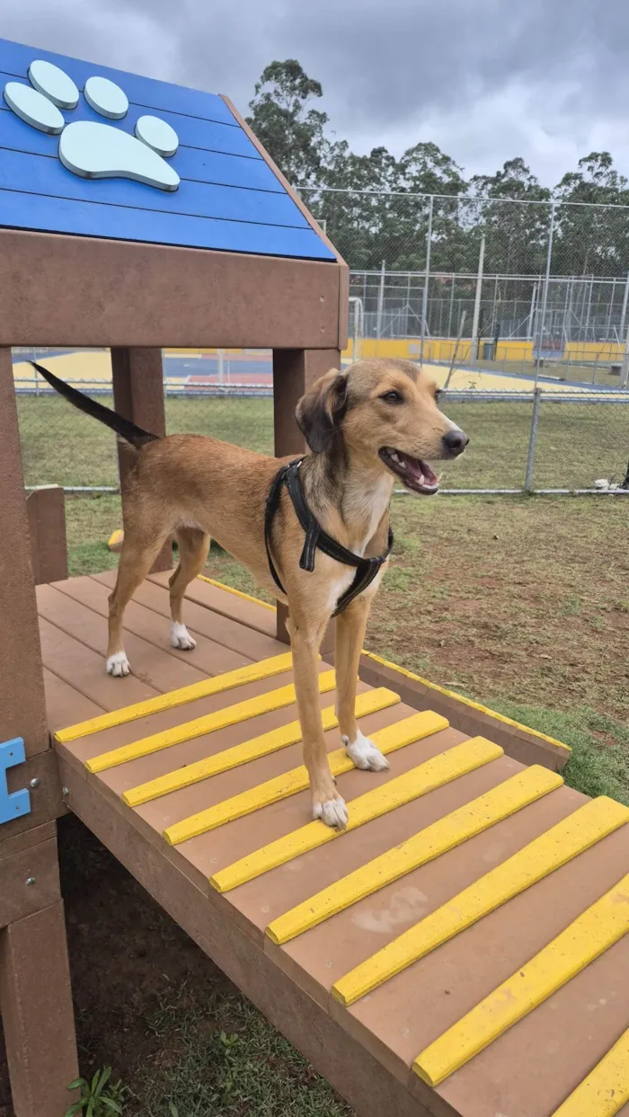 Cachorro raça SRD-ViraLata idade 1 ano nome Moana