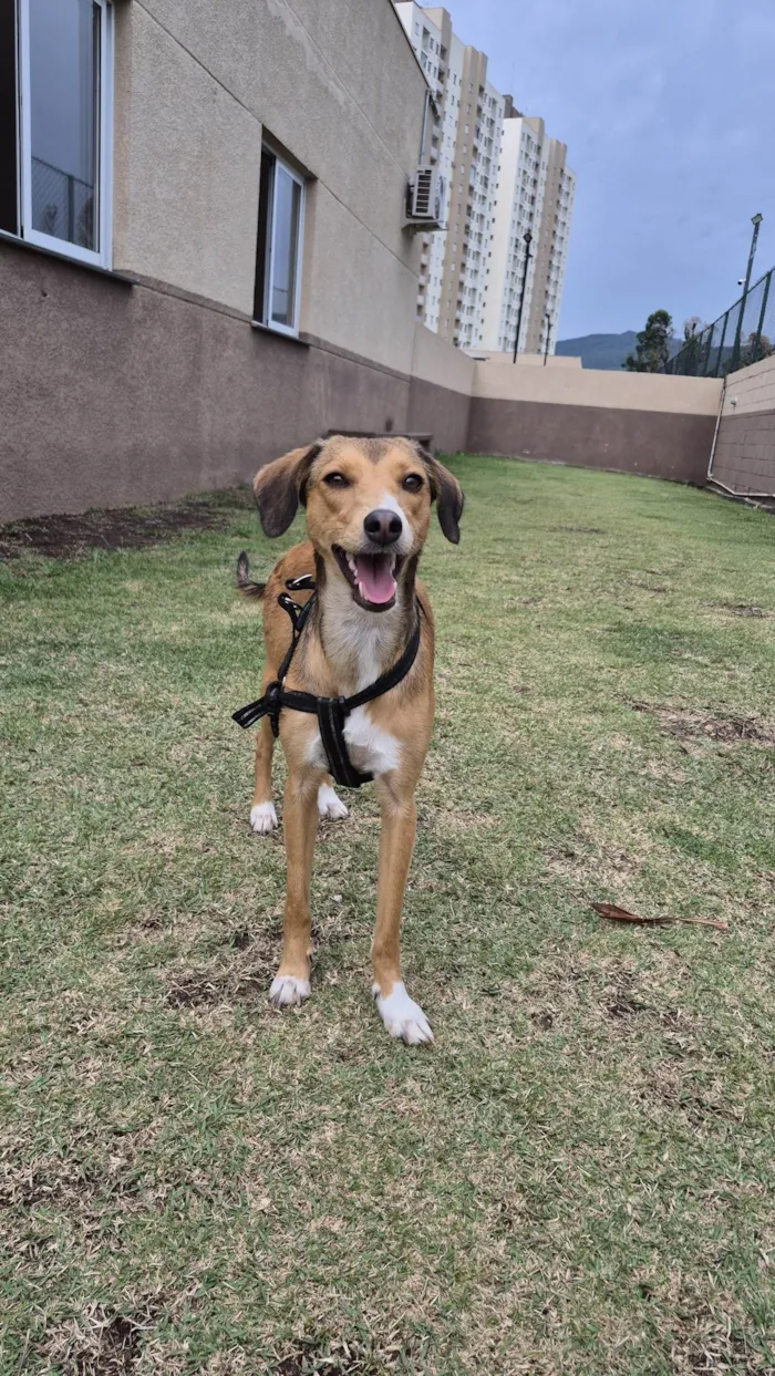 Cachorro raça SRD-ViraLata idade 1 ano nome Moana