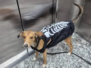 Cachorro raça SRD-ViraLata idade 1 ano nome Moana