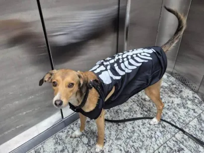 Cachorro raça SRD-ViraLata idade 1 ano nome Moana