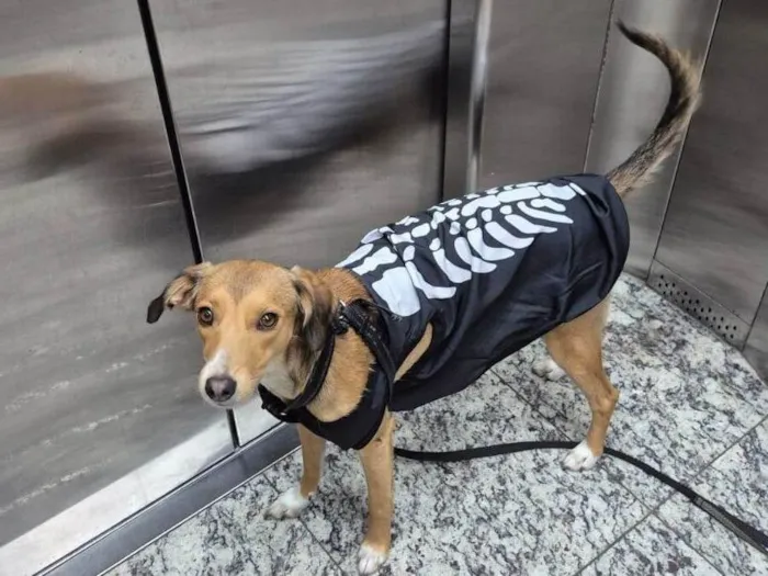 Cachorro raça SRD-ViraLata idade 1 ano nome Moana