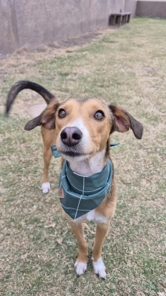 Cachorro raça SRD-ViraLata idade 1 ano nome Moana