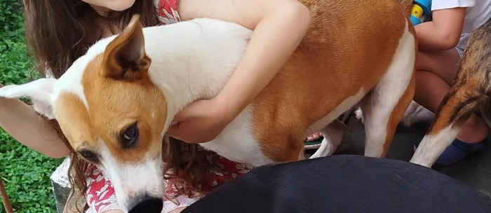 Cachorro ra a Pit-Bull idade 2 anos nome Luna