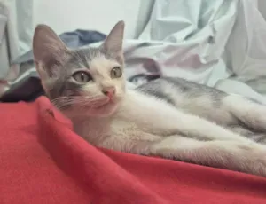 Gato raça SRD-ViraLata idade Abaixo de 2 meses nome Não sei o noms