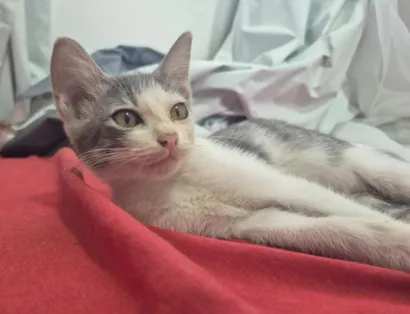 Gato raça SRD-ViraLata idade Abaixo de 2 meses nome Não sei o noms