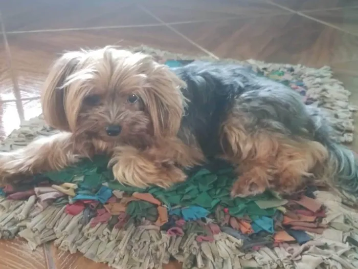 Cachorro raça Yorkshire idade 4 anos nome Gerson
