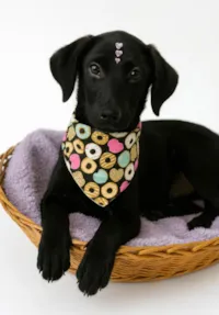 Cachorro ra a SRD-ViraLata idade 2 a 6 meses nome Aurora