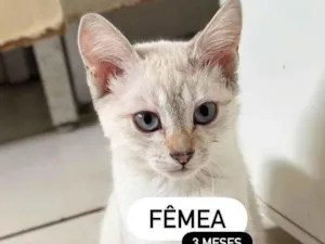 Gato raça SRD-ViraLata idade 2 a 6 meses nome Sem nome