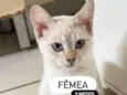 Gato raça SRD-ViraLata idade 2 a 6 meses nome Sem nome