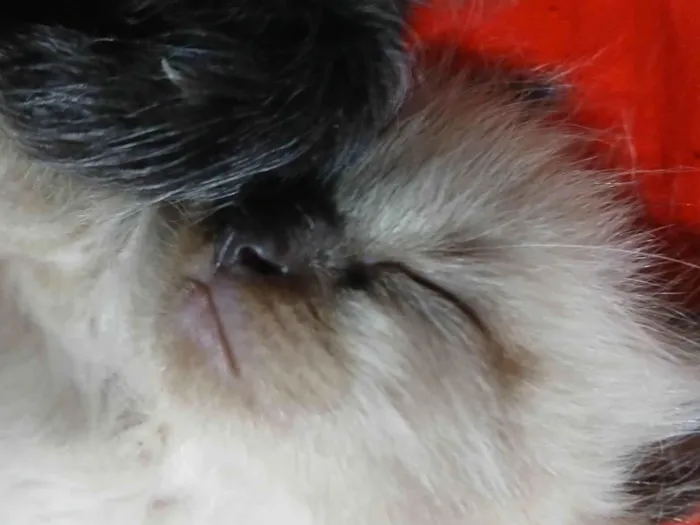 Gato ra a Siamês idade 2 a 6 meses nome bunhuelo 