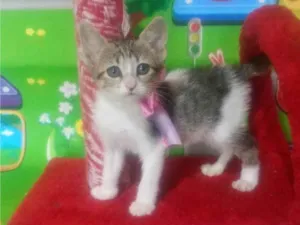 Gato raça SRD-ViraLata idade Abaixo de 2 meses nome Maria Flor
