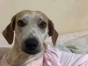 Cachorro raça SRD-ViraLata idade 3 anos nome Filó