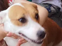 Cachorro raça Pit-Bull idade 2 anos nome Luna