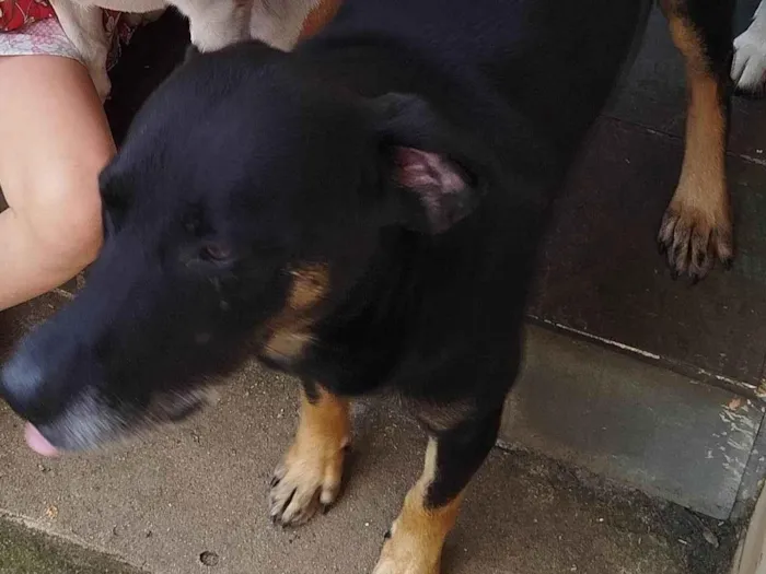 Cachorro ra a Labrador idade 4 anos nome Maike
