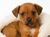 Cachorro raça SRD-ViraLata idade 2 a 6 meses nome Caju