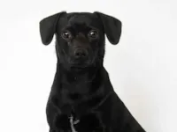 Cachorro raça SRD-ViraLata idade 1 ano nome Pipo