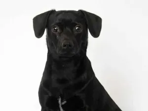 Cachorro ra a SRD-ViraLata idade 1 ano nome Pipo