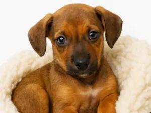 Cachorro ra a SRD-ViraLata idade 2 a 6 meses nome Amendoim