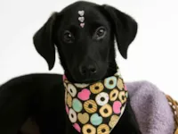 Cachorro raça SRD-ViraLata idade 2 a 6 meses nome Aurora