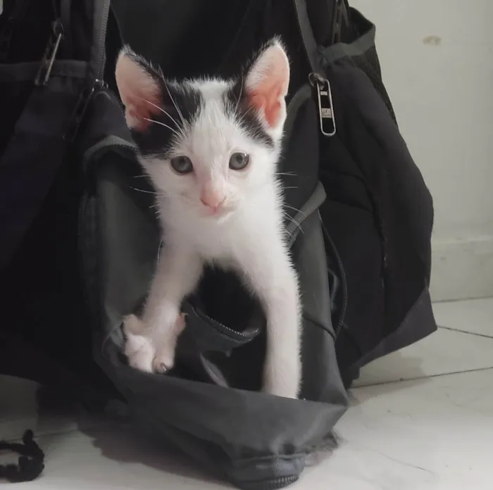 Gato ra a SRD-ViraLata idade 2 a 6 meses nome Estou doando 5 filhotes??