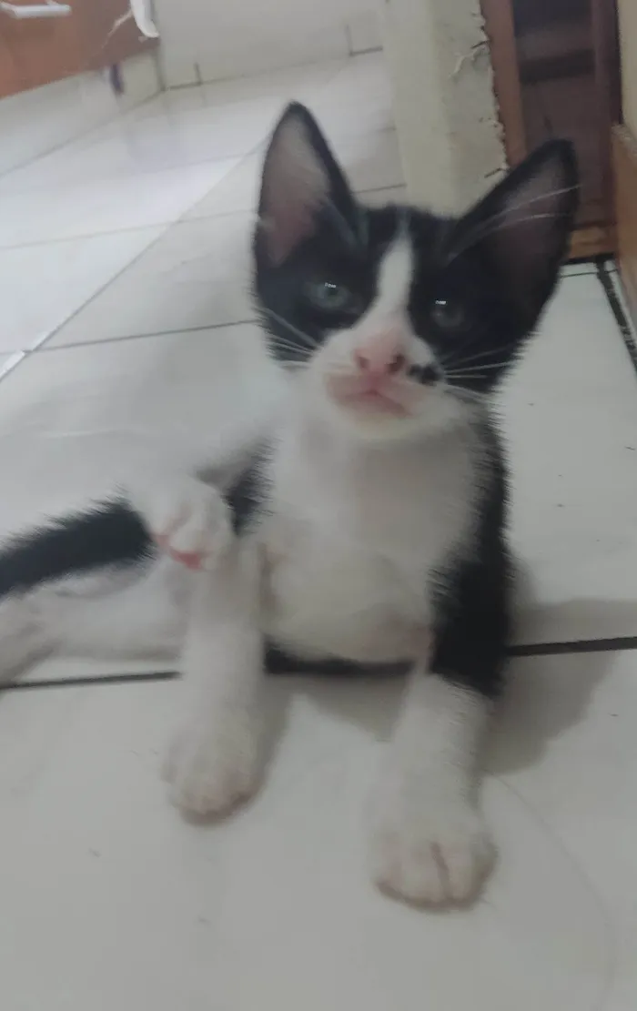 Gato ra a SRD-ViraLata idade 2 a 6 meses nome Estou doando 5 filhotes??