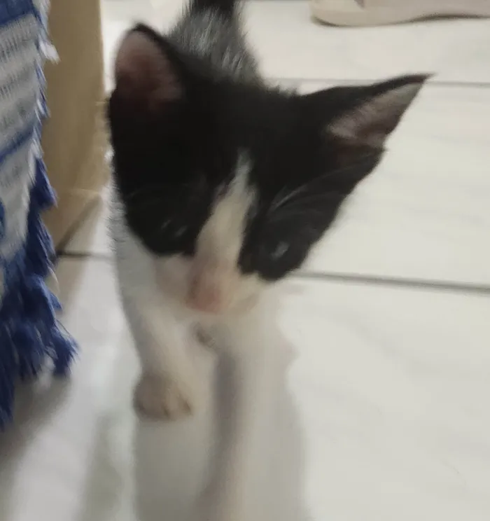 Gato ra a SRD-ViraLata idade 2 a 6 meses nome Estou doando 5 filhotes??