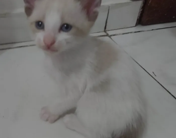 Gato ra a SRD-ViraLata idade 2 a 6 meses nome Estou doando 5 filhotes??