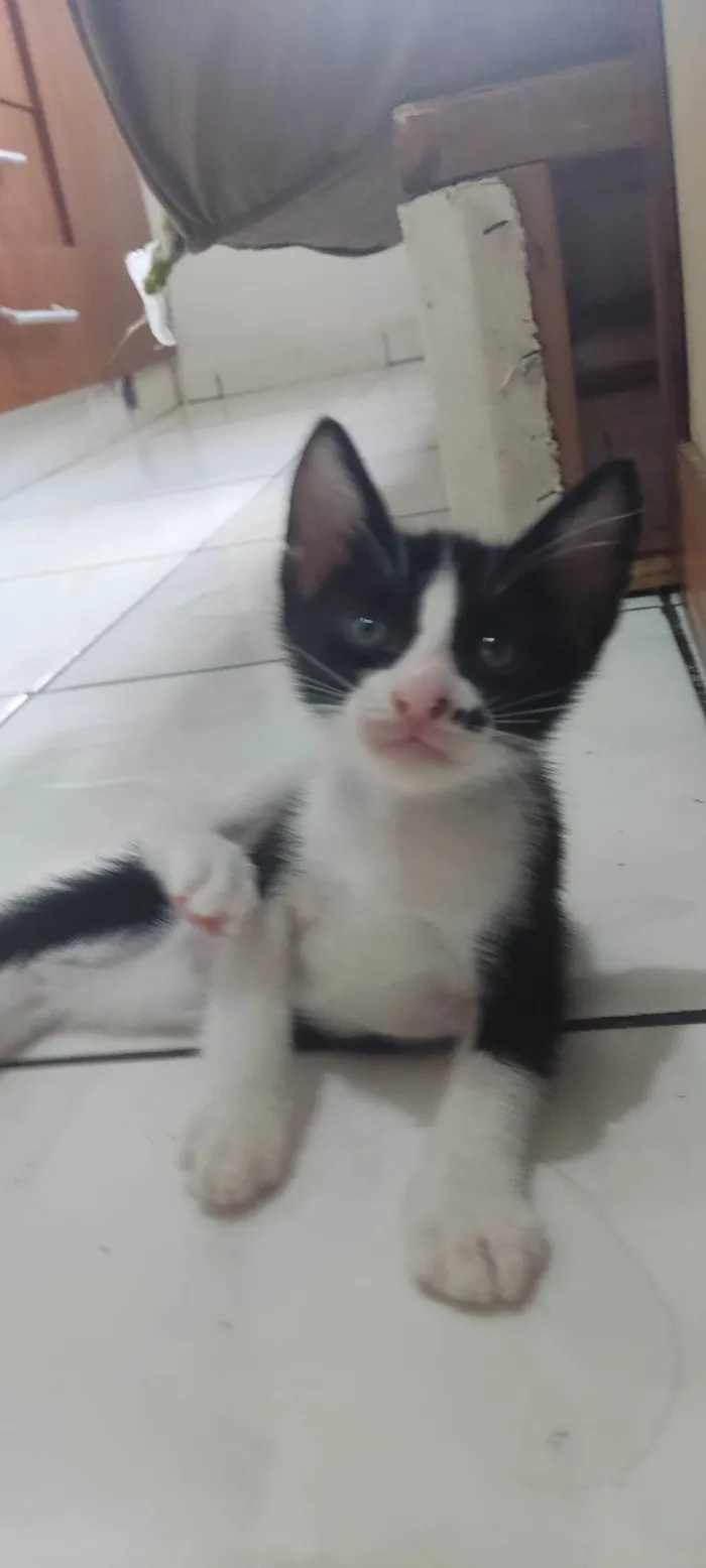 Gato ra a SRD-ViraLata idade 2 a 6 meses nome Estou doando 5 filhotes??