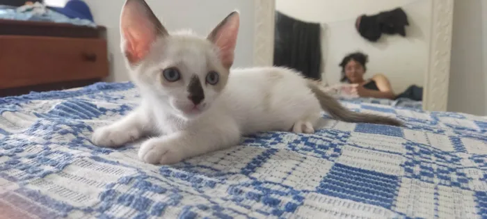 Gato ra a SRD-ViraLata idade 2 a 6 meses nome Estou doando 5 filhotes??