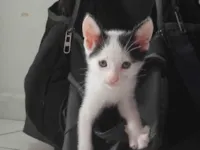 Gato raça SRD-ViraLata idade 2 a 6 meses nome Estou doando 5 filhotes??