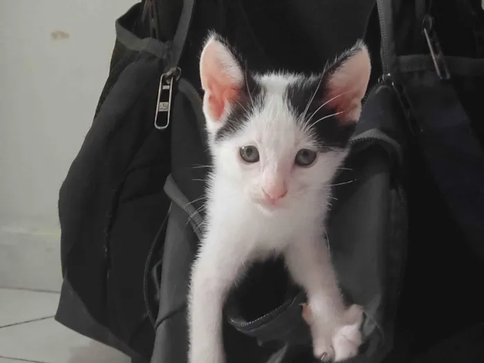 Gato ra a SRD-ViraLata idade 2 a 6 meses nome Estou doando 5 filhotes??