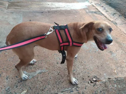 Cachorro raça SRD-ViraLata idade 5 anos nome Kira