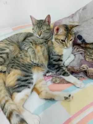 Gato raça SRD-ViraLata idade 7 a 11 meses nome Beijoqueira e gordinha