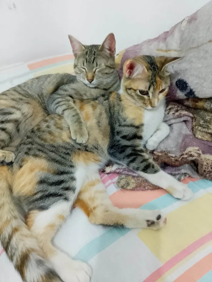 Gato ra a SRD-ViraLata idade 7 a 11 meses nome Beijoqueira e gordinha