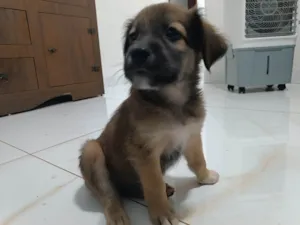 Cachorro raça SRD-ViraLata idade Abaixo de 2 meses nome Zero um