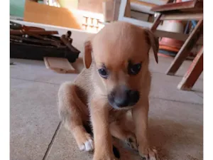 Cachorro raça SRD-ViraLata idade Abaixo de 2 meses nome Três 