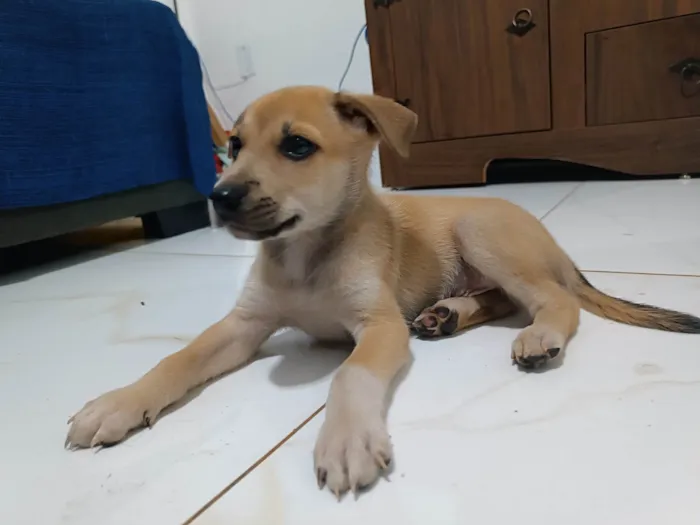 Cachorro raça SRD-ViraLata idade Abaixo de 2 meses nome Call