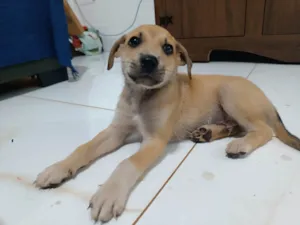 Cachorro raça SRD-ViraLata idade Abaixo de 2 meses nome Call