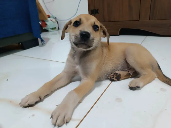 Cachorro raça SRD-ViraLata idade Abaixo de 2 meses nome Call