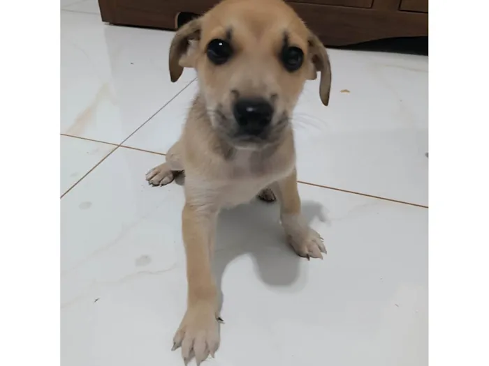 Cachorro raça SRD-ViraLata idade Abaixo de 2 meses nome Call