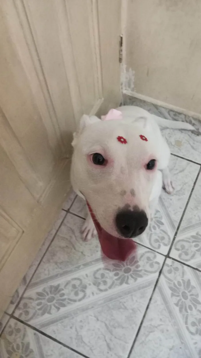 Cachorro raça SRD-ViraLata idade 7 a 11 meses nome Luna 