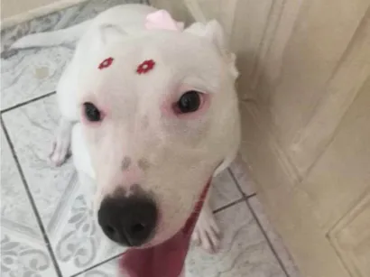 Cachorro raça SRD-ViraLata idade 7 a 11 meses nome Luna 