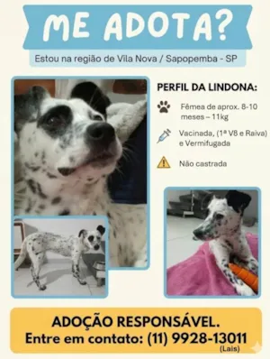 Cachorro raça SRD-ViraLata idade 7 a 11 meses nome Sem nome