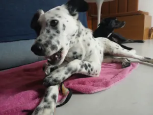 Cachorro ra a SRD-ViraLata idade 7 a 11 meses nome Sem nome