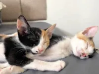 Gato raça SRD-ViraLata idade 2 a 6 meses nome lyla e nala