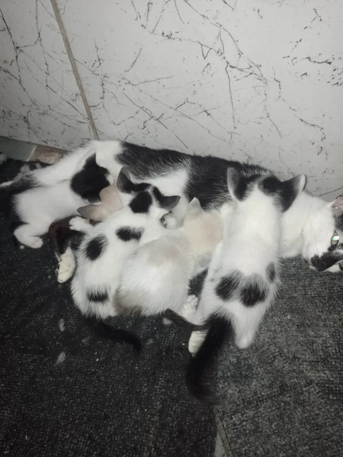 Gato ra a SRD-ViraLata idade Abaixo de 2 meses nome RAQUEL PEREIRA DA SILVA