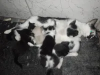 Gato raça SRD-ViraLata idade Abaixo de 2 meses nome RAQUEL PEREIRA DA SILVA